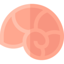 animals,shell,snail,conch shell,sea snail,conch ok 